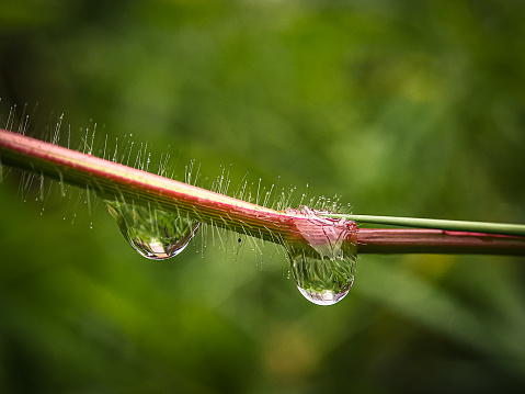 Two drops of dew on a branch