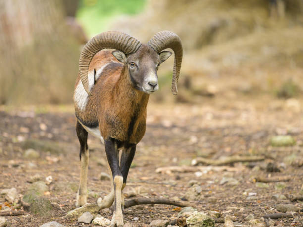 istock A European mouflon in a park in autumn 1992104270