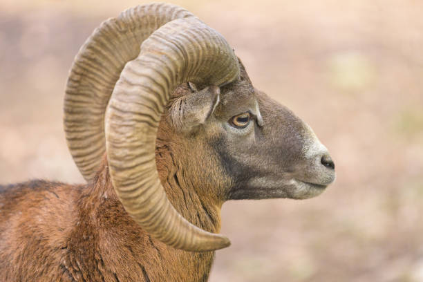 Portrait of a European mouflon in a park in autumn, Austria