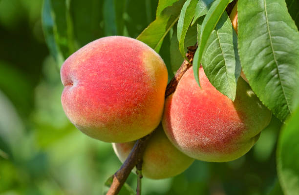спелые, сладкие персики, растущие в саду. - peach peach tree close up fluffy стоковые фото и изображения