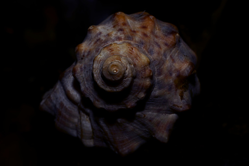 Big shell closer on the dark background