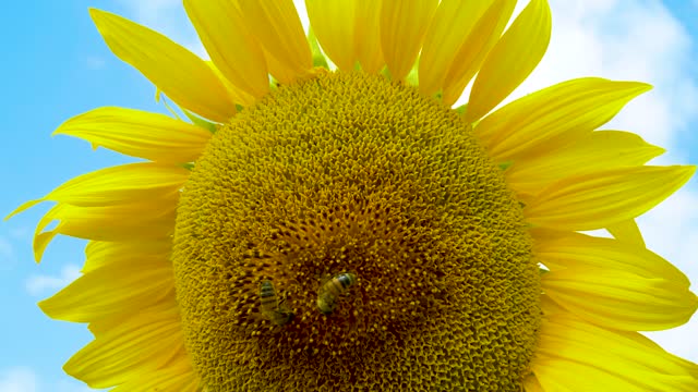Detail of a sunflower in full spring bloom with bees collecting nectar.