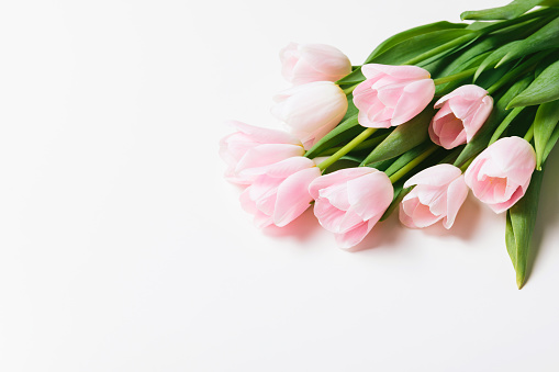 Light pink blooming tulips flowers bouquet over white background. Spring holiday banner, happy easter card, mothers day, birthday celebration concept. Flat lay, top view, copy space.