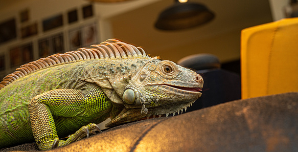 green iguana, side view in the room on the sofa in the evening light