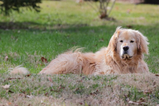 istock Golden retriever resting on green grass 1992153691