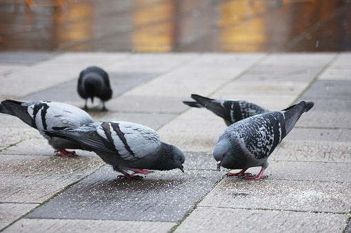 A group of pigeons eating seeds on the city streets