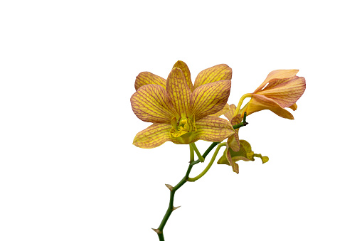 Yellow orchid flower isolated on white background. Clipping Path