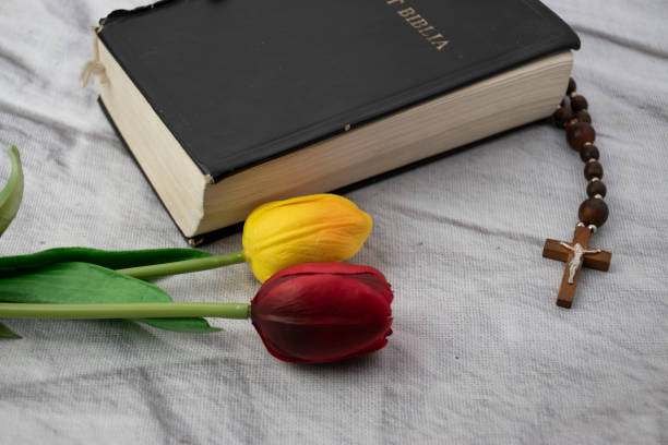 A peach rose rests on an open book, set against a muted backdrop.