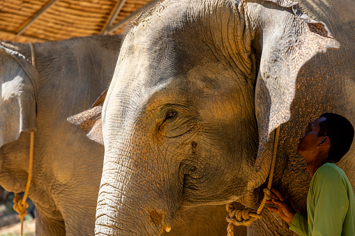 Asian elephant eating. Smiling elephant. Funny elephant. High-quality photo