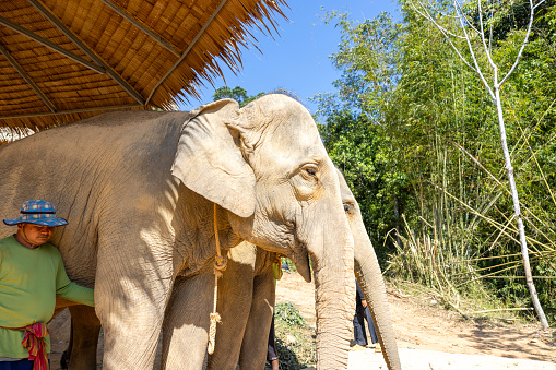 Phuket,Thailand-February ,03:Elephants spending time with their caretakers at phuket elephant sanctuary