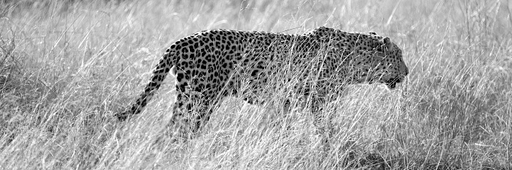 Black and white - Leopard on morning walk in Kruger National Park in South Africa RSA