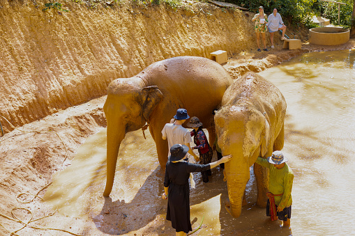 Phuket,Thailand-January ,03: Elephants spending time with their caretakers and tourists.