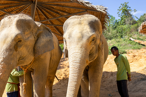 Phuket,Thailand-February ,03:Elephants spending time with their caretakers at phuket elephant sanctuary