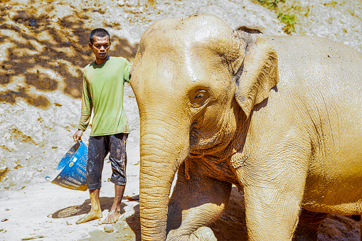 Phuket,Thailand-February ,03:Elephants spending time with their caretakers at phuket elephant sanctuary