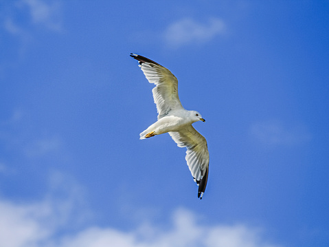A Large White-headed Gull (Genus Larus) is soaring overhead  with an iconic Florida blue sky.  The wings are spread and the bird is flying toward the left of the image.