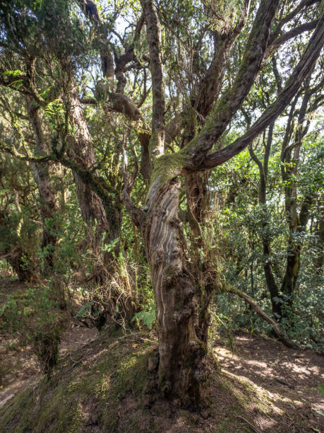 istock Laurel forest in Anaga Rural Park  on Tenerife 1992193580