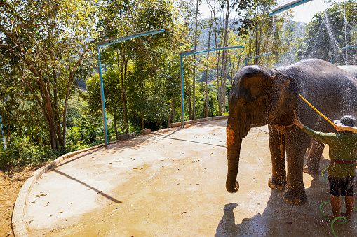 Phuket,Thailand-January ,03: Elephants being bathed by their caretakers at Phuket elephant sanctuary
