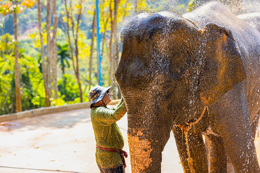 Phuket,Thailand-January ,03: Elephants being bathed by their caretakers at Phuket elephant sanctuary