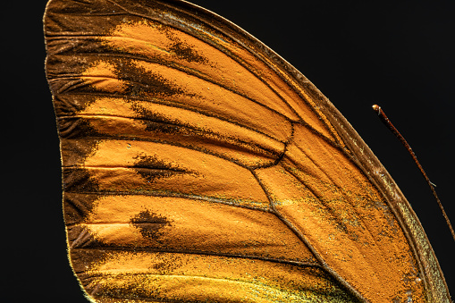 The wing of a butterfly