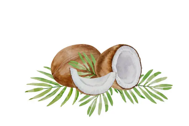 Vector illustration of Watercolor tropical coconut fruits, fresh ripe coconut and palm leaves, white background