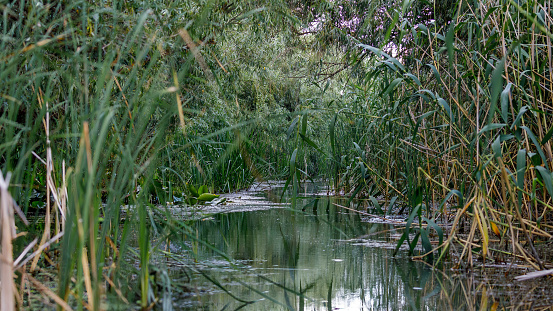 The Wetlands and Jungle of the Danube Delta in Romania