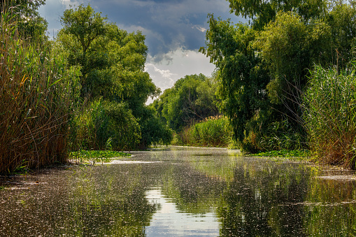 The Wetlands and Jungle of the Danube Delta in Romania