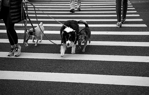 Low section of a dog walker walking with group of dogs on their leash on the street, New York City