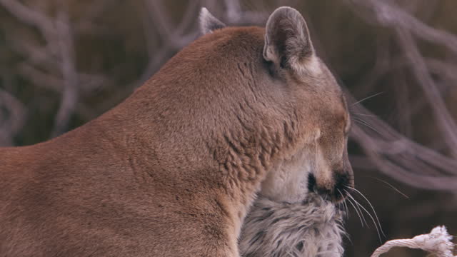 Mountain lion chews on toy in enclouser - medium shot on face