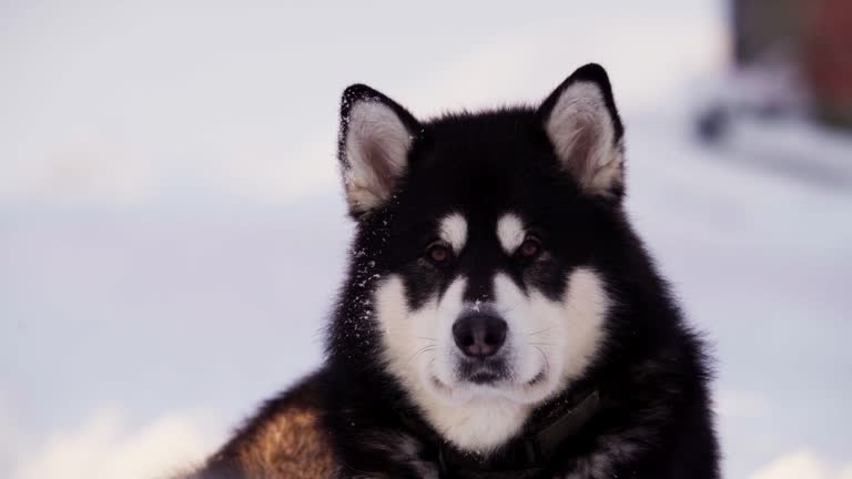 Closeup Of Alaskan Malamute Lying In The Snow.