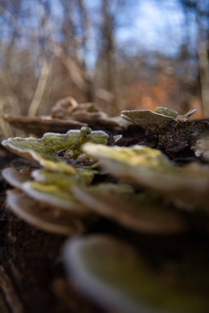 木の切り株の上のキノコ - magic mushroom moss autumn outdoors ストックフォトと画像