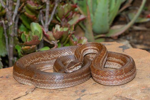 A beautiful adult brown house snake (Boaedon capensis) in the wild