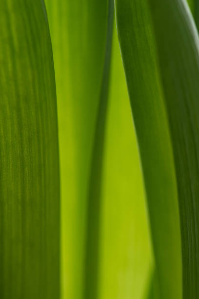 Macro texture of green leaves