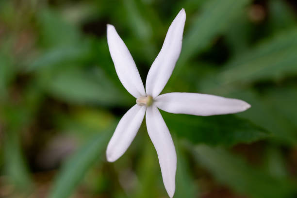 istock The hippobroma longiflora white flower 1992252499
