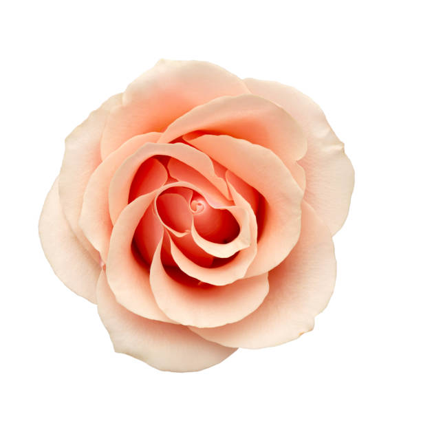 istock Macro of a pink rose flower on a white isolated background 1992254718