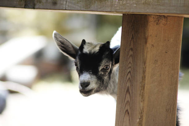 Cute little lamb in the farm