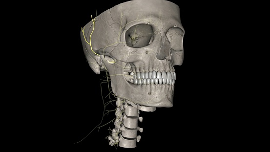 The auriculotemporal nerve is a branch of the mandibular division of the trigeminal nerve and supplies sensation to the tragus and helical crus