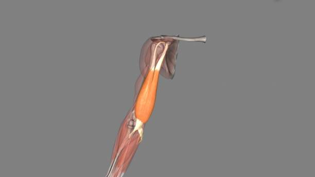 istock The biceps brachii (BB), commonly know as the biceps, is a large, thick muscle on the ventral portion of the upper arm 1992255832