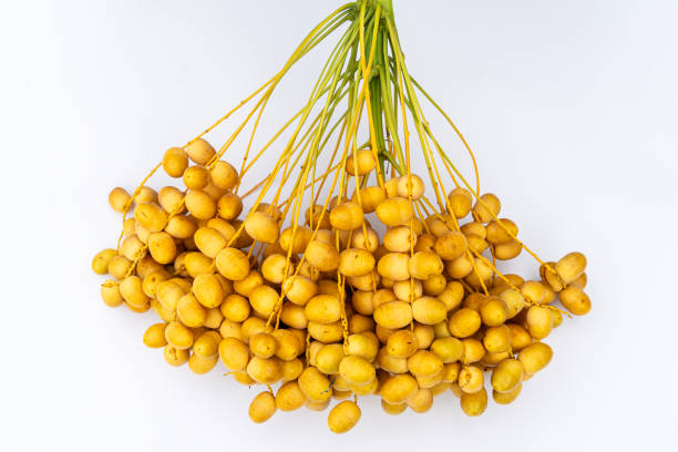 Bouquet of fresh date palm on white background.