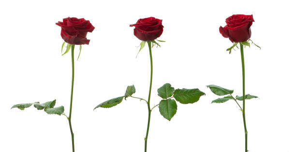 istock red roses on a white isolated background 1992260720
