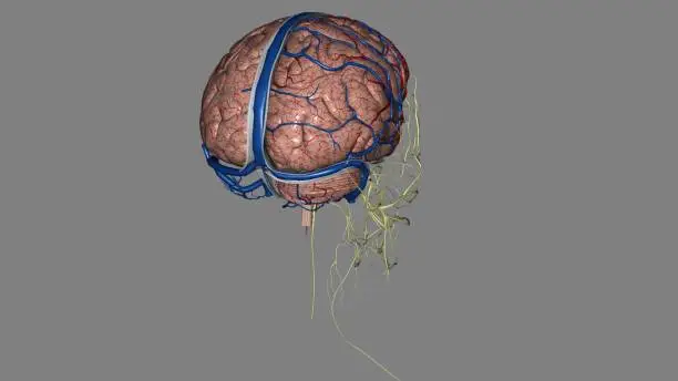 Photo of The nervous system includes the brain, spinal cord, and a complex network of nerves