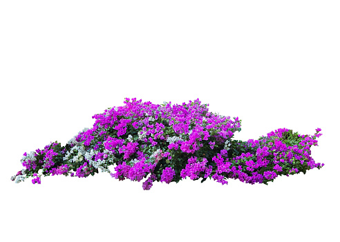 Large flowering spreading shrub of pink and white Bougainvillea (paper flower) tropical flower climber vine landscape plant isolated on white background, clipping path included.