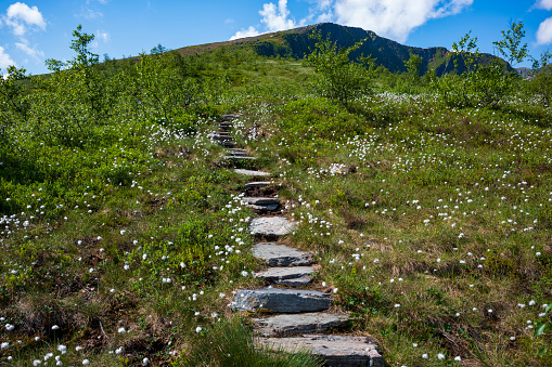 A  view of dandelions as those white puffballs whose seed line a stone path found during a hike to Raudmelen peak during a summer morning near the village of Balestrand, Norway.