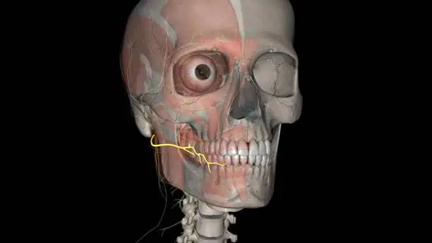 Photo of The buccal nerve has a superficial and deep branch.