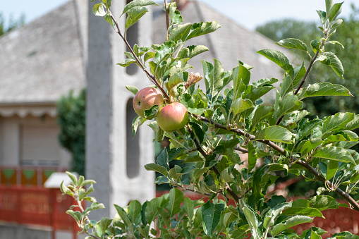 Apples on a branch