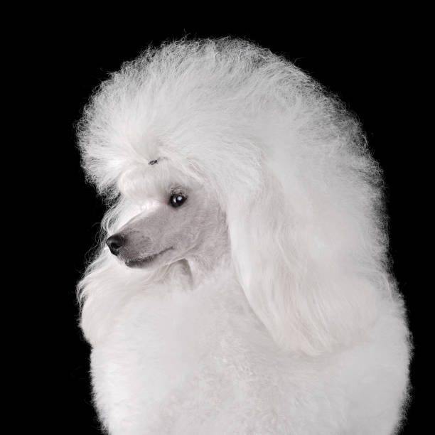 istock Portrait of beautiful white poodle 1992272934