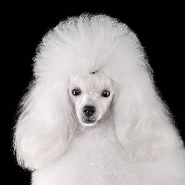 istock Portrait of elegant white poodle 1992272958