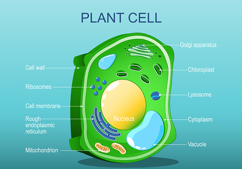 Plant cell structure. Anatomy of a cell of tree leaf. Green plant. Isometric flat vector illustration
