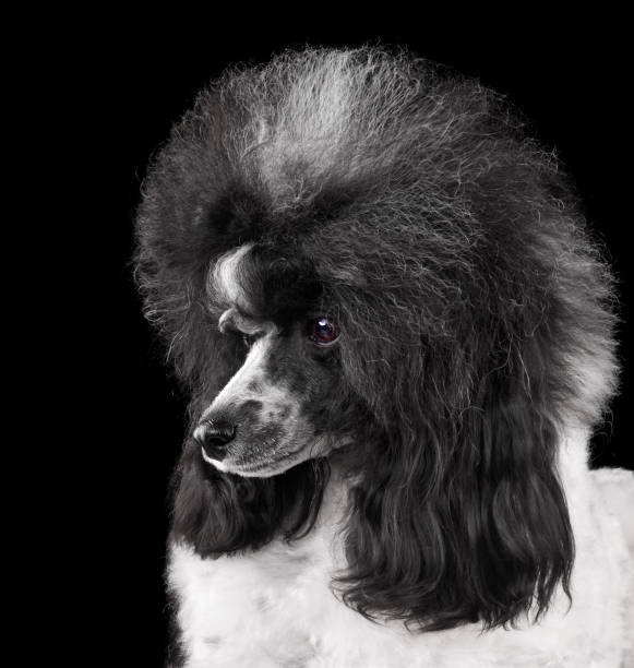 istock Elegant black and white toy poodle 1992273512