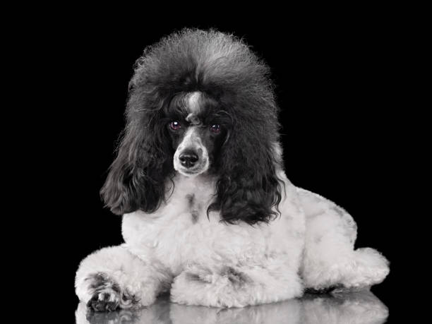 istock Beautiful harlequin toy poodle 1992273689