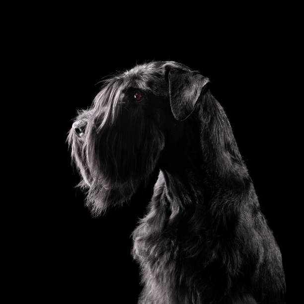 istock Silhouette of black schnauzer dog 1992274075